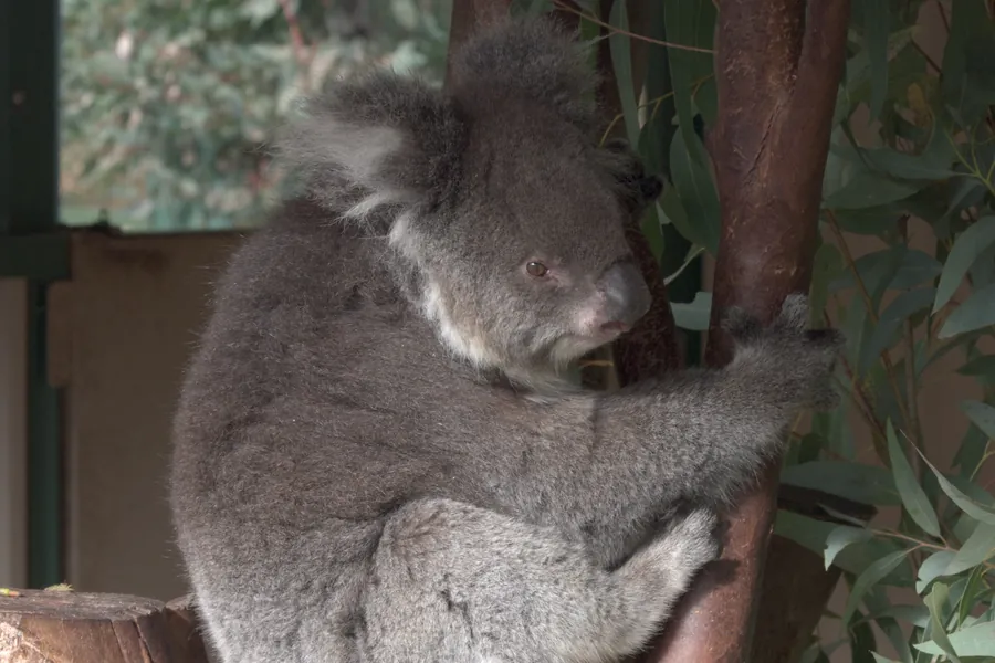 A koala at Caversham Wildlife Park