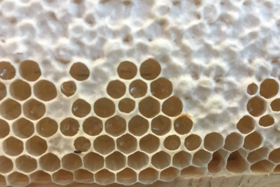 Honeycomb with capped honey