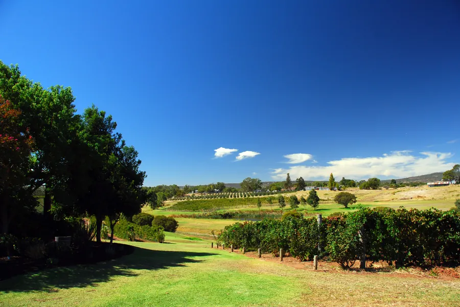 Vineyard rows in the Swan Valley