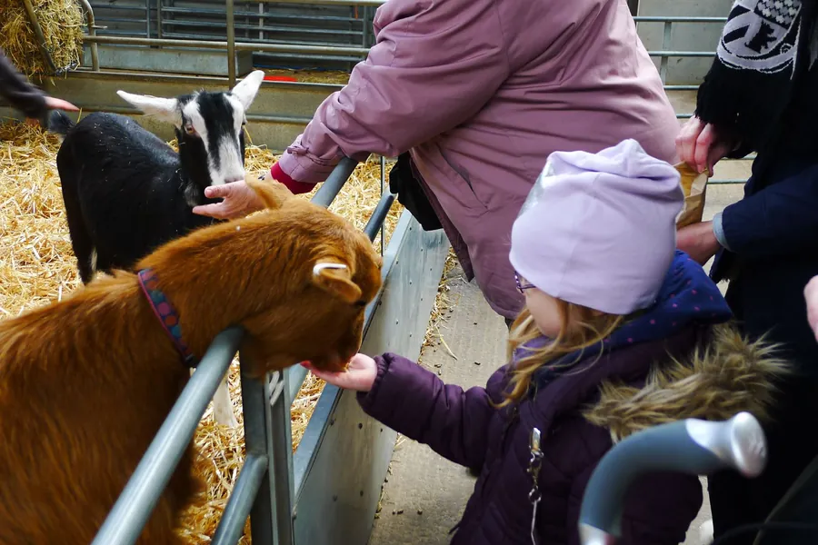 Children feeding farm animals over a fence