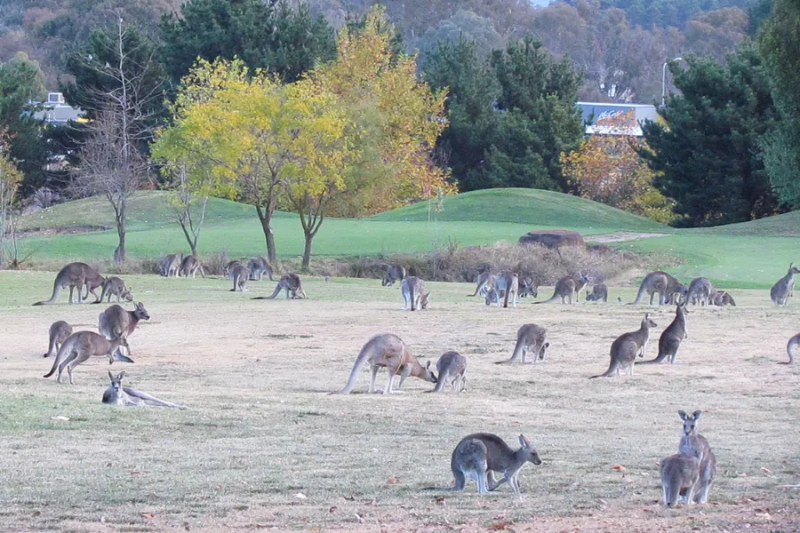 Kangaroos grazing on a golf course
