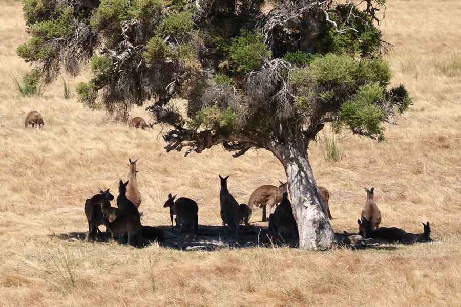 Kangaroos resting under a tree at Whiteman Park