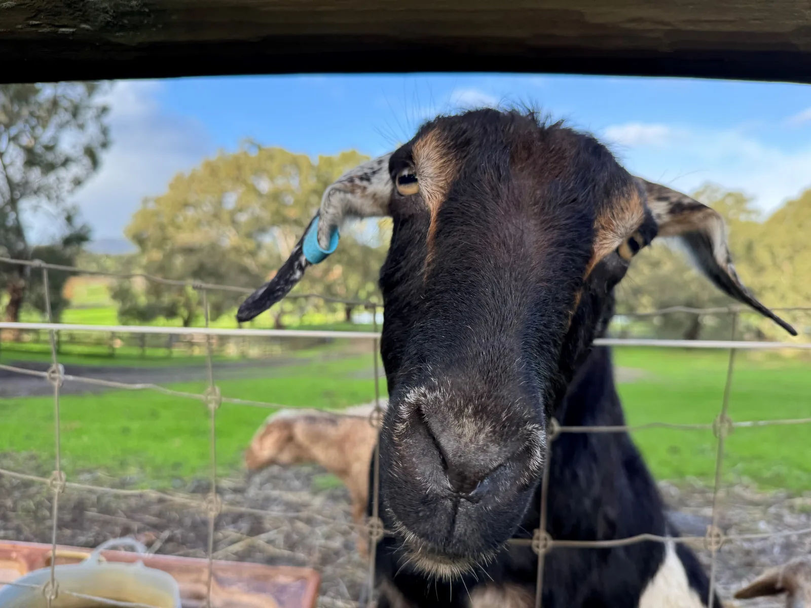 Jemima &mdash; Farm Animals at Settlers Rest