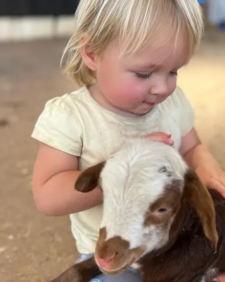 A little one cuddling a lamb