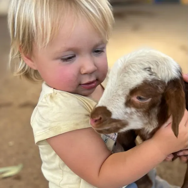 Does it get any better than this!  Beautiful baby lamb born a day ago#lifeonafarm #settlersrestfarmstay #cityofswan #swanvalleywa #soperth #destinationperth #watourism #thompsonandredwood